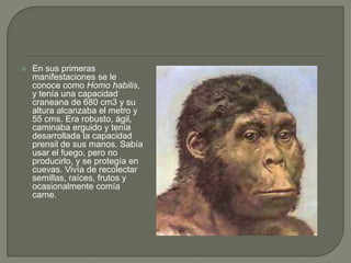 En sus primeras manifestaciones se le conoce como Homo habilis, y tenía una capacidad craneana de 680 cm3 y su altura alcanzaba el metro y 55 cms. Era robusto, ágil, caminaba erguido y tenía desarrollada la capacidad prensil de sus manos. Sabía usar el fuego, pero no producirlo, y se protegía en cuevas. Vivía de recolectar semillas, raíces, frutos y ocasionalmente comía carne.
