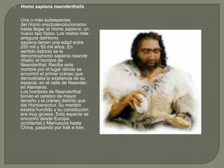 Homo sapiens neanderthalisUna o más subespecies del Homo erectusevolucionaron hasta llegar al Homo sapiens, un nuevo tipo físico. Los restos más antiguos delHomo sapiens tienen una edad entre 250 mil y 50 mil años. En sentido estricto se le denominahomo sapiens neanderthalis: el hombre de Neanderthal. Recibe este nombre por el lugar dónde se encontró el primer cráneo que demostraba la existencia de su especie, en el valle de Neander, en Alemania. Los hombres de Neanderthal tenían el cerebro de mayor tamaño y el cráneo distinto que del Homoerectus. Su mentón estaba hundido y su constitución era muy gruesa. Esta especie se encontró desde Europa occidental y Marruecos hasta China, pasando por Irak e Irán.
