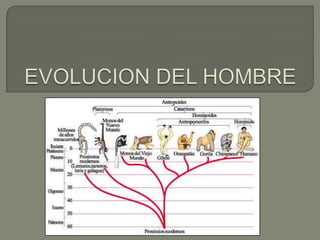 EVOLUCION DEL HOMBRE 