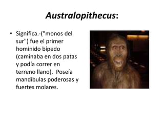 Australopithecus:
• Significa.-("monos del
sur") fue el primer
homínido bípedo
(caminaba en dos patas
y podía correr en
terreno llano). Poseía
mandíbulas poderosas y
fuertes molares.
 