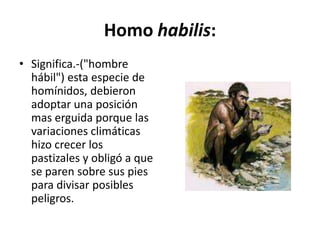 Homo habilis:
• Significa.-("hombre
hábil") esta especie de
homínidos, debieron
adoptar una posición
mas erguida porque las
variaciones climáticas
hizo crecer los
pastizales y obligó a que
se paren sobre sus pies
para divisar posibles
peligros.
 