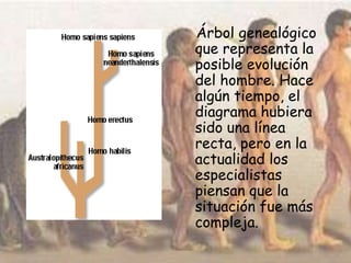 Árbol genealógico
que representa la
posible evolución
del hombre. Hace
algún tiempo, el
diagrama hubiera
sido una línea
recta, pero en la
actualidad los
especialistas
piensan que la
situación fue más
compleja.
 