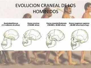EVOLUCION CRANEAL DE LOS
HOMINIDOS
 