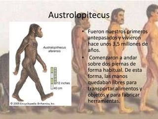Austrolopitecus
• Fueron nuestros primeros
antepasados y vivieron
hace unos 3,5 millones de
años.
• Comenzaron a andar
sobre dos piernas de
forma habitual. De esta
forma, las manos
quedaban libres para
transportar alimentos y
objetos y para fabricar
herramientas.
 
