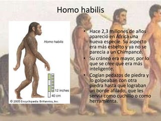 Homo habilis
• Hace 2,3 millones de años
apareció en África una
nueva especie. Su aspecto
era más esbelto y ya no se
parecía a un Chimpancé.
• Su cráneo era mayor, por lo
que se cree que era más
inteligente.
• Cogían pedazos de piedra y
lo golpeaban con otra
piedra hasta que lograban
un borde afilado, que les
servía como cuchillo o como
herramienta.
 