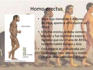 Homo erectus
• Hace algo menos de 2 millones
de años, apareció otra especie en
África.
• El homo erectus andaba siempre
erguido y fue la primera especie
humana que vivió fuera de África,
también habitó Europa y Asia.
• Esta especie se comunicaba con
un lenguaje muy sencillo y realizo
un gran descubrimiento, el fuego.
 