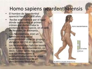 Homo sapiens neardenthalensis
• El hombre de Neanderthal
apareció hace 150.000 años.
• Recibe este nombre por el lugar
dónde se encontró el primer
cráneo que demostraba la
existencia de su especie, en el valle
de Neander, en Alemania.
• Los Neandertales eran un
homínido muy social
acostumbrado cazar en grupo y
abrigarse del frió en cavernas.
• Los Neandertales habrían tenido
un sistema de comunicación, es
decir, fueron seres más sociables
que sus antecesores y
acostumbraban enterrar a sus
muertos (evidencia de un
pensamiento filosófico
 
