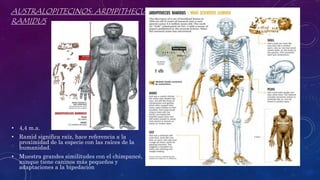 AUSTRALOPITECINOS: ARDIPITHECUS
RAMIDUS
• 4,4 m.a.
• Ramid significa raíz, hace referencia a la
proximidad de la especie con las raíces de la
humanidad.
• Muestra grandes similitudes con el chimpancé,
aunque tiene caninos más pequeños y
adaptaciones a la bipedación
 