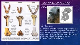 AUSTRALOPITHECUS
ANAMENSIS
• 4,2 – 3,9 m.a.
• El cráneo de esta especie es parecido al
del simio, pero su larga tibia indica que
al caminar todo el peso del cuerpo se
apoyaba alternativamente en una de las
extremidades inferiores, como es
habitual en la bipedación.
 
