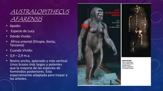 AUSTRALOPITHECUS
AFARENSIS
• Apodo:
• Especie de Lucy
• Dónde Vivido:
• África oriental (Etiopía, Kenia,
Tanzania)
• Cuando Vivido:
• 3,9 – 2,9 m.a.
• Rostro ancho, aplanado y más vertical.
Unos brazos más largos y potentes
que la mayoría de las especies de
homínidos posteriores. Esta
especialmente adaptada para trepar a
los árboles.
 