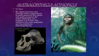 AUSTRALOPITHECUS AETHIOPICUS
• 2.7 m.a.
• El cráneo presenta una
elevada cresta sagital hacia
la parte posterior del cráneo
una parte posterior del
rostro sobresalía con
respecto a la frente. Sus
incisivos eran más pequeños
que los anteriores
australopithecus.
 