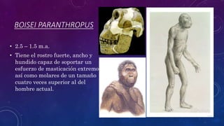 BOISEI PARANTHROPUS
• 2.5 – 1.5 m.a.
• Tiene el rostro fuerte, ancho y
hundido capaz de soportar un
esfuerzo de masticación extremo,
así como molares de un tamaño
cuatro veces superior al del
hombre actual.
 