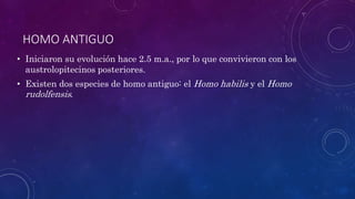 HOMO ANTIGUO
• Iniciaron su evolución hace 2.5 m.a., por lo que convivieron con los
austrolopitecinos posteriores.
• Existen dos especies de homo antiguo: el Homo habilis y el Homo
rudolfensis.
 