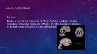 HOMO RUDOLFENSIS
• 1,9 m.a.
• Rostro y cuerpo mayores que el Homo habilis. Contaba con una
capacidad craneana media de 750 cm3. Dientes bastantes grandes,
de tamaño parecido al de los australopitecinos robustos.
 