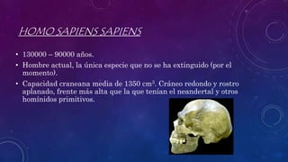 HOMO SAPIENS SAPIENS
• 130000 – 90000 años.
• Hombre actual, la única especie que no se ha extinguido (por el
momento).
• Capacidad craneana media de 1350 cm3. Cráneo redondo y rostro
aplanado, frente más alta que la que tenían el neandertal y otros
homínidos primitivos.
 