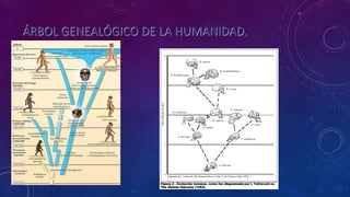ÁRBOL GENEALÓGICO DE LA HUMANIDAD.
 