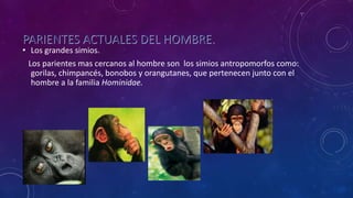 PARIENTES ACTUALES DEL HOMBRE.
• Los grandes simios.
Los parientes mas cercanos al hombre son los simios antropomorfos como:
gorilas, chimpancés, bonobos y orangutanes, que pertenecen junto con el
hombre a la familia Hominidae.
 