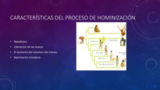 CARACTERÍSTICAS DEL PROCESO DE HOMINIZACIÓN
• Bipedismo
• Liberación de las manos
• El aumento del volumen del cráneo
• Nacimiento inmaduro
 