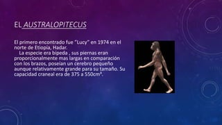 EL AUSTRALOPITECUS
El primero encontrado fue ”Lucy” en 1974 en el
norte de Etiopía, Hadar.
La especie era bípeda , sus piernas eran
proporcionalmente mas largas en comparación
con los brazos, poseían un cerebro pequeño
aunque relativamente grande para su tamaño. Su
capacidad craneal era de 375 a 550cm³.
 