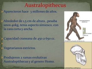 Evolución del hombre | PPTX