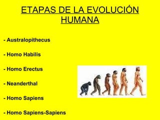 ETAPAS DE LA EVOLUCIÓN HUMANA - Australopithecus  - Homo Habilis  - Homo Erectus  - Neanderthal  - Homo Sapiens - Homo Sapiens-Sapiens 