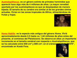 Australopithecus:   es un género extinto de primates homínidos que apareció hace algo más de 4 millones de años. La mayor novedad aportada por los australopitecos es que se desplazaban de manera bípeda. El tamaño de su cerebro era similar al de los grandes simios actuales. Vivían en las zonas tropicales de África, alimentándose de frutas y hojas.   Homo Habilis :  es la especie más antigua del género  Homo . Vivió aproximadamente desde 2,5 hasta  ca . 1,44 millones de años antes del presente, al comienzo del Pleistoceno. Se observa en ellos un importante incremento en el tamaño cerebral con respecto a  Australopithecus , que se ha calculado entre 650 cm³ y 800 cm³, en el cráneo aplastado "1470", encontrado en Koobi Fora. 