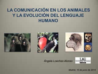 LA COMUNICACIÓN EN LOS ANIMALES
Y LA EVOLUCIÓN DEL LENGUAJE
HUMANO
Ángela Loeches Alonso
Madrid, 10 de junio de 2014
 