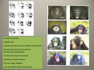 Mirada hostil (ira)
Ladrido (ira)
Dientes descubiertos con chillido (ira/miedo)
Dientes descubiertos en silencio
(miedo/sumisión/afecto)
Puchero (tristeza/frustración)
Gimoteo (tristeza/miedo)
Cara de juego (alegría)
Cara de aullido (afecto/excitación)
 