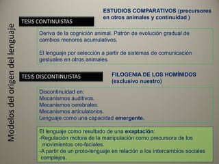TESIS CONTINUISTAS
TESIS DISCONTINUISTAS
ESTUDIOS COMPARATIVOS (precursores
en otros animales y continuidad )
FILOGENIA DE LOS HOMÍNIDOS
(exclusivo nuestro)
Deriva de la cognición animal. Patrón de evolución gradual de
cambios menores acumulativos.
El lenguaje por selección a partir de sistemas de comunicación
gestuales en otros animales.
Discontinuidad en:
Mecanismos auditivos.
Mecanismos cerebrales.
Mecanismos articulatorios.
Lenguaje como una capacidad emergente.
El lenguaje como resultado de una exaptación:
-Regulación motora de la manipulación como precursora de los
movimientos oro-faciales.
-A partir de un proto-lenguaje en relación a los intercambios sociales
complejos.
Modelosdelorigendellenguaje
 