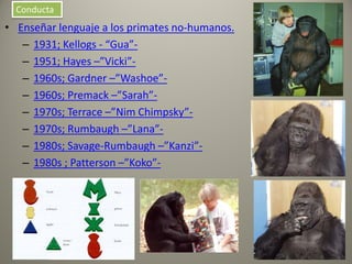 • Enseñar lenguaje a los primates no-humanos.
– 1931; Kellogs - “Gua”-
– 1951; Hayes –”Vicki”-
– 1960s; Gardner –”Washoe”-
– 1960s; Premack –”Sarah”-
– 1970s; Terrace –”Nim Chimpsky”-
– 1970s; Rumbaugh –”Lana”-
– 1980s; Savage-Rumbaugh –”Kanzi”-
– 1980s ; Patterson –”Koko”-
Conducta
 