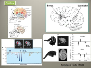 Taglialatela y cols. (2006)
Cerebro
 