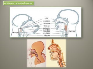 Anatomía aparato fonador
 