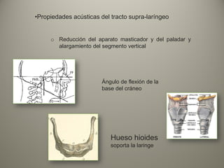 •Propiedades acústicas del tracto supra-laríngeo
o Reducción del aparato masticador y del paladar y
alargamiento del segmento vertical
Ángulo de flexión de la
base del cráneo
Hueso hioides
soporta la laringe
 