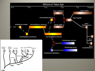 Evolucion del lenguaje