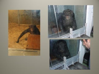 Evolucion del lenguaje