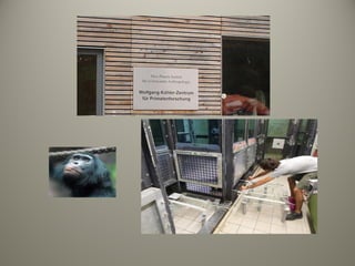 Evolucion del lenguaje