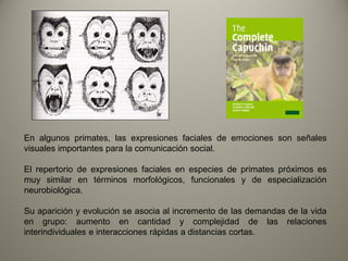 En algunos primates, las expresiones faciales de emociones son señales
visuales importantes para la comunicación social.
El repertorio de expresiones faciales en especies de primates próximos es
muy similar en términos morfológicos, funcionales y de especialización
neurobiológica.
Su aparición y evolución se asocia al incremento de las demandas de la vida
en grupo: aumento en cantidad y complejidad de las relaciones
interindividuales e interacciones rápidas a distancias cortas.
 