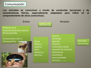 Comunicación:
Los animales se comunican a través de conductas (acciones) y de
características físicas, especialmente adapt...