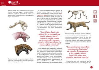 21
natural
mente 7
ç
sumario
tatus, de la talla de un puma, disponía ya de unos
caninos superiores largos y comprimidos late-
ralmente, la primera versión de las armas que
elevarán a los macairodontinos a la categoría de
súper depredadores.
de cráneos, mandíbulas y huesos de estas dos
especies, convirtiendo a estos yacimientos ma-
drileños en un punto clave para el conocimiento
de la evolución temprana de los félidos dientes
de sable.
Uno de los datos más interesantes que ha
aportado Batallones sobre la morfología de Pro-
Reconstrucción de Promegantereon ogygia de Batallo-
nes:arriba,cráneo y vértebras cervicales;medio,mus-
culatura; abajo, aspecto en vida
En el Mioceno superior, hace 10 millones de
años, se produce la primera diversificación de
félidos macairodontinos, con la aparición de Pro-
megantereon ogygia,del tamaño de un leopardo,y
Machairodus aphanistus, de la talla de un tigre de
Siberia.A su vez, estas dos especies son el origen
de dos de los principales linajes de la subfamilia
Machairodontinae: Promegantereon es el primero
de los Smilodontinos,grupo que acabó dando lu-
gar a Smilodon, uno de los dientes de sable mejor
conocidos, mientras que Machairodus pertenece
a los Homoterinos, cuyo último representante
es Homotherium.
¿Y qué sabemos sobre esta primera diversifica-
ción de los macairodontinos? Hasta hace algunos
años, muy poco, ya que los únicos fósiles conoci-
dos de Promegantereon y Machairodus consistían
en algunos fragmentos craneales y dentales lo
que solo confirmaba el menor tamaño del pri-
mero. Sin embargo, con el descubrimiento del
primero de los yacimientos paleontológicos del
Cerro de los Batallones en 1991, y en las exca-
vaciones posteriores, se han recuperado cientos
Reconstrucción de Machairodus aphanistus de Batallo-
nes: arriba, esqueleto completo; abajo, aspecto en vida
“Los félidos dientes de
sable y los actuales tigres,
leones, pumas, linces…
tienen un origen común
en el Oligoceno superior,
cuando vivió Proailurus, el
primer félido conocido”
“Los ecosistemas no podían
mantener la diversidad
de grandes depredadores,
y las especies menos
especializadas, más
flexibles, tuvieron ventaja”
 