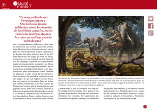 23
natural
mente 7
ç
sumario
tas y extremadamente poderosas, sobre todo
las anteriores. Sus caninos superiores también
eran diferentes: los de Homotherium eran cortos
(para un macairodontino) aunque aplanados y
de bordes aserrados, mientras que los de Smi-
lodon fueron los más largos de entre los macai-
rodontinos, con una longitud total de hasta 26
cm. Sin embargo, cazadores tan especializados
acabaron desapareciendo y dejando a los felinos
el trono vacante de súper-depredadores de sus
ecosistemas, probablemente debido a esa espe-
cialización: tanto Homotherium como Smilodon
se adaptaron a cazar presas de gran tamaño, y
cazar animales más pequeños implicaba un ma-
yor peligro de que sus frágiles caninos choca-
sen con hueso y se rompiesen. Pero los drásti-
cos cambios ambientales ocurridos a partir del
Pleistoceno hicieron que la distribución de esas
grandes presas fuese más errática. También la
cobertura vegetal cambió,dificultando el acecho
a los félidos y complicando la coexistencia en-
tre depredadores. Estos cambios hicieron que
la competencia entre carnívoros fuese violenta
y exacerbada, lo que se complicó aún más por
la entrada de los homínidos en el grupo de los
grandes depredadores. Durante las oscilaciones
climáticas más violentas del Cuaternario, los
ecosistemas no podían mantener tal diversidad
Una escena del Pleistoceno superior de Norteamérica, con un grupo de Smilodon fatalis cazando un juvenil de
Mamut de Columbia, Mammuthus columbi.Aunque un individuo de esta talla sería una presa fácil para un grupo de
grandes macairodontinos, la presencia de la madre y otros adultos de esta especie gigante de elefante (de hasta 10
toneladas) convertiría la caza es una actividad muy peligrosa
“Es muy probable que
Promegantereon y
Machairodus fueran
solitarios, como la mayoría
de los félidos actuales, en los
cuales las hembras dejan a
las crías escondidas cuando
salen de caza”
de grandes depredadores, y las especies menos
especializadas, más flexibles, jugaron con ventaja.
En ese momento, los felinos tuvieron su opor-
tunidad, y acabaron arrinconando, y finalmente
sustituyendo, a los macairodontinos n
 
