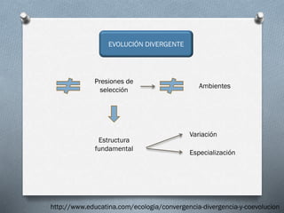 EVOLUCIÓN DIVERGENTE
Variación
Especialización
Estructura
fundamental
Ambientes
Presiones de
selección
http://www.educatina.com/ecologia/convergencia-divergencia-y-coevolucion