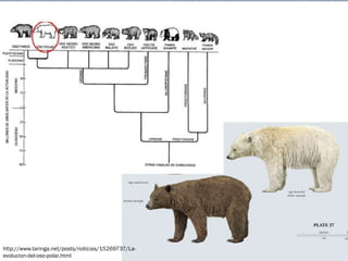 http://www.taringa.net/posts/noticias/15269737/La-
evolucion-del-oso-polar.html