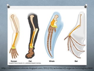 http://cienciasiesccabezas.blogspot.com/2012/02/actividad-42-organos-homologos-y.html
