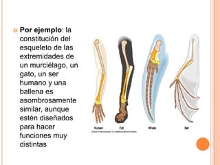 

Por ejemplo: la
constitución del
esqueleto de las
extremidades de
un murciélago, un
gato, un ser
humano y una
ballena es
asombrosamente
similar, aunque
estén diseñados
para hacer
funciones muy
distintas

 