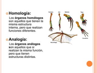  Homología:

Los órganos homólogos
son aquellos que tienen la
misma estructura
interna, pero que realizan
funciones diferentes.
 Analogía:

Los órganos análogos
son aquellos que si
realizan la misma función,
pero que tienen
estructuras distintas.

 