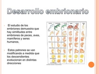 •

El estudio de los
embriones demuestra que
hay similitudes entre
embriones de peces, aves,
mamíferos y seres
humanos.

•

Estos patrones se van
modificando a medida que
los descendientes
evolucionan en distintas
direcciones

 