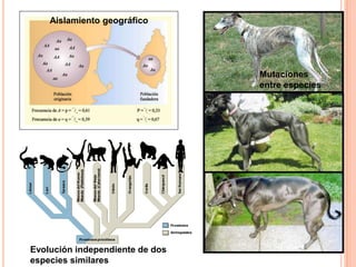 Aislamiento geográfico

Mutaciones
entre especies

Evolución independiente de dos
especies similares

 