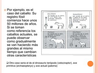 

Por ejemplo, es el
caso del caballo: Su
registro fósil
comienza hace unos
50 millones de años.
Si se toman
como referencia los
caballos actuales, se
puede observar
como gradualmente
se van haciendo más
grandes al mismo
tiempo que cambian
otras características
 Otro caso seria el de el dinosaurio terópodo (velociraptor), ave
primitiva (archaeopteryx) y ave actual (paloma)

 