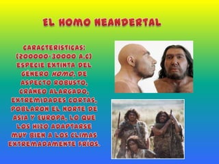 El Homo NeandertalCaracterísticas: (200000-30000 a.C) especie extinta del género homo, de aspecto robusto, cráneo alargado, extremidades cortas, poblaron el norte de Asia y Europa, lo que los hizo adaptarse muy bien a los climas extremadamente fríos.