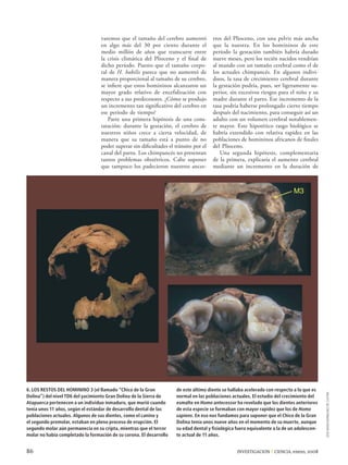 varemos que el tamaño del cerebro aumentó           tros del Plioceno, con una pelvis más ancha
                                  en algo más del 30 por ciento durante el            que la nuestra. En los homininos de este
                                  medio millón de años que transcurre entre           período la gestación también habría durado
                                  la crisis climática del Plioceno y el ﬁnal de       nueve meses, pero los recién nacidos vendrían
                                  dicho período. Puesto que el tamaño corpo-          al mundo con un tamaño cerebral como el de
                                  ral de H. habilis parece que no aumentó de          los actuales chimpancés. En algunos indivi-
                                  manera proporcional al tamaño de su cerebro,        duos, la tasa de crecimiento cerebral durante
                                  se inﬁere que estos homininos alcanzaron un         la gestación podría, pues, ser ligeramente su-
                                  mayor grado relativo de encefalización con          perior, sin excesivos riesgos para el niño y su
                                  respecto a sus predecesores. ¿Cómo se produjo       madre durante el parto. Ese incremento de la
                                  un incremento tan signiﬁcativo del cerebro en       tasa podría haberse prolongado cierto tiempo
                                  ese período de tiempo?                              después del nacimiento, para conseguir así un
                                     Parte una primera hipótesis de una cons-         adulto con un volumen cerebral notablemen-
                                  tatación: durante la gestación, el cerebro de       te mayor. Este hipotético rasgo biológico se
                                  nuestros niños crece a cierta velocidad, de         habría extendido con relativa rapidez en las
                                  manera que su tamaño está a punto de no             poblaciones de homininos africanos de ﬁnales
                                  poder superar sin diﬁcultades el tránsito por el    del Plioceno.
                                  canal del parto. Los chimpancés no presentan           Una segunda hipótesis, complementaria
                                  tantos problemas obstétricos. Cabe suponer          de la primera, explicaría el aumento cerebral
                                  que tampoco los padecieron nuestros ances-          mediante un incremento en la duración de



                                                                                                                            M3




6. LOS RESTOS DEL HOMININO 3 (el llamado “Chico de la Gran           de este último diente se hallaba acelerado con respecto a lo que es
                                                                                                                                           JOSE MARIA BERMUDEZ DE CASTRO




Dolina”) del nivel TD6 del yacimiento Gran Dolina de la Sierra de    normal en las poblaciones actuales. El estudio del crecimiento del
Atapuerca pertenecen a un individuo inmaduro, que murió cuando       esmalte en Homo antecessor ha revelado que los dientes anteriores
tenía unos 11 años, según el estándar de desarrollo dental de las    de esta especie se formaban con mayor rapidez que los de Homo
poblaciones actuales. Algunos de sus dientes, como el canino y       sapiens. En eso nos fundamos para suponer que el Chico de la Gran
el segundo premolar, estaban en pleno proceso de erupción. El        Dolina tenía unos nueve años en el momento de su muerte, aunque
segundo molar aún permanecía en su cripta, mientras que el tercer    su edad dental y ﬁsiológica fuera equivalente a la de un adolescen-
molar no había completado la formación de su corona. El desarrollo   te actual de 11 años.


86                                                                                               INVESTIGACION Y CIENCIA, enero, 2008
 